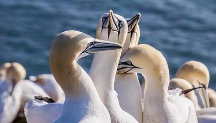 爱游戏中国电竞-中国女足在比赛中展现出高超球技，中国女足足球