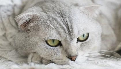 爱游戏体育入口-巴萨再胜,梅西连场破门,势不可挡,巴萨梅西比赛