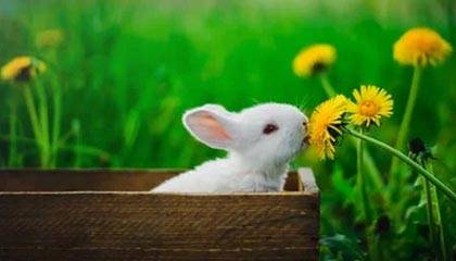 爱游戏电竞官方网站-公牛客场发力轻取雷霆，公牛vs雷霆预测